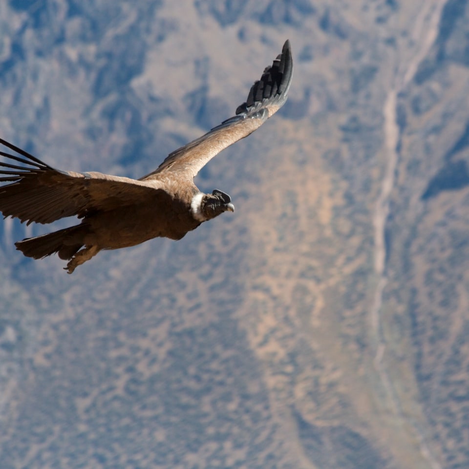 Die vielfältige Welt der Inkas